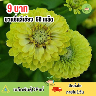 9บาท เมล็ดพันธุ์บานชื่นเขียว บรรจุ 60 เมล็ด