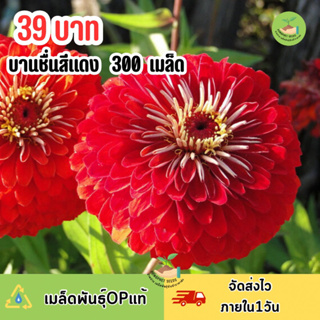 เมล็ดพันธุ์ ดอกบานชื่นสีแดงสดสวย