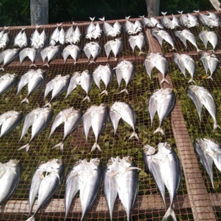 ปลาหางแข็ง 500กรัม ปลาสดทำวันต่อวัน