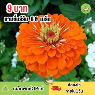 9 บาท เมล็ดพันธุ์ดอกบานชื่น สีส้มล้วนสีสดสวย