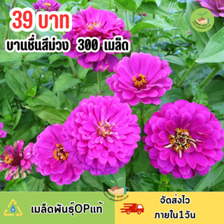 เมล็ดพันธุ์ ดอกบานชื่นสีม่วง บรรจุ 300 เมล็ด