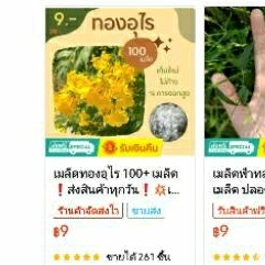 เมล็ดพันธุ์ทองอุไร-500-2500-เมล็ด-เก็บใหม่ๆ-ยิ่งซื้อมาก-ยิ่งคุ้ม