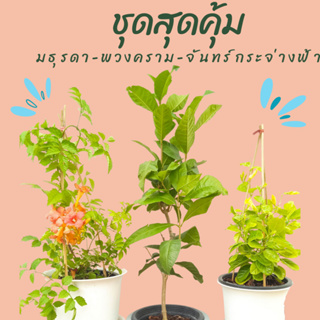 ชุดเซตไม้เลื้อย สุดคุ้ม พวงคราม มธุรดา จันทร์กระจ่างฟ้า Plant set