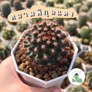 🌵 A Little cactus🌵| แคคตัส กระบองเพชร  หนามพิกุลแดง