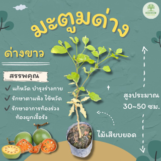 ต้นพันธุ์มะตูมด่างขาว มะตูมด่าง สูง 30~50 ซม. (มะปิน, กะทันตาเถร, ตุ่มตัง, บักตูม)