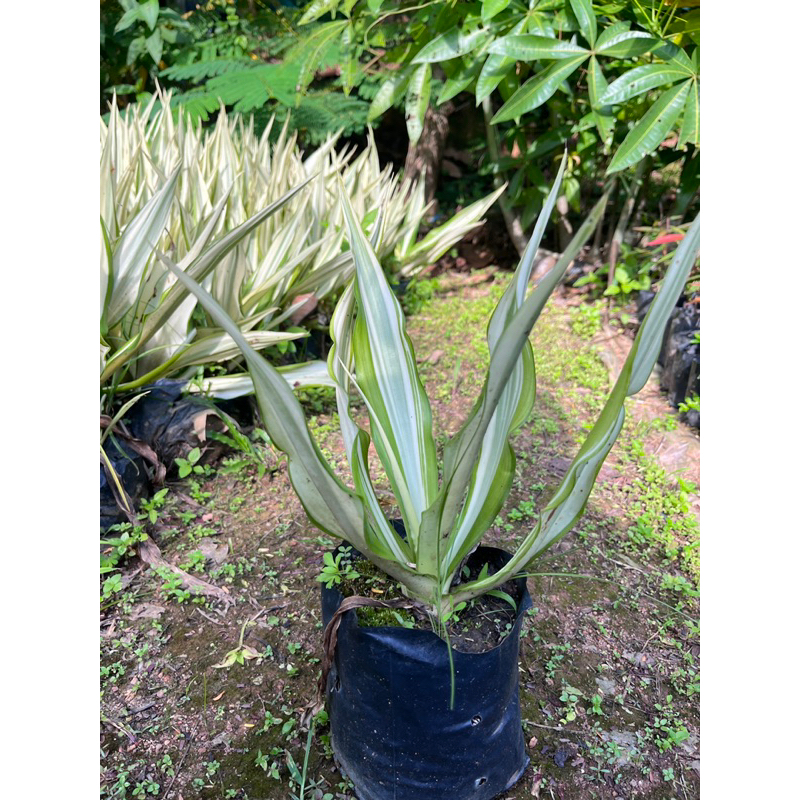 อะกาเว-หรือ-agave-americana-ต้นอากากเว่-ความสูง-30-เซน