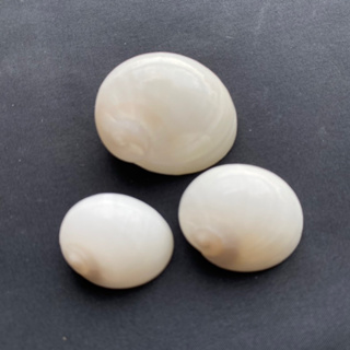 หอยทากทะเลแบนสีขาว white jade flat sea snail shell