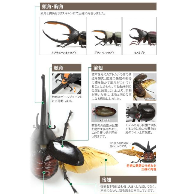 กาชาปองด้วง-โมเดล-gashapon-bandai-kuwagata-hercules-beetle-action-vol-03-จุดขยับ-โมเดลสัตว์-ลิขสิทธิ์แท้