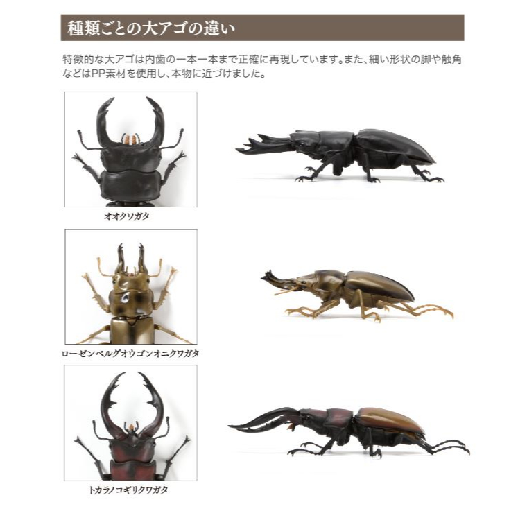 กาชาปองด้วง-โมเดล-gashapon-bandai-kuwagata-stag-beetle-action-vol-03-จุดขยับ-โมเดลสัตว์-ลิขสิทธิ์แท้