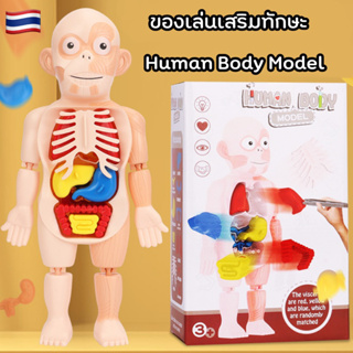 พร้อมส่ง🇹🇭🚗 โมเดลร่างกายมนุษย์ Human body model ของเล่นจำลองร่างกายมนุษย์
