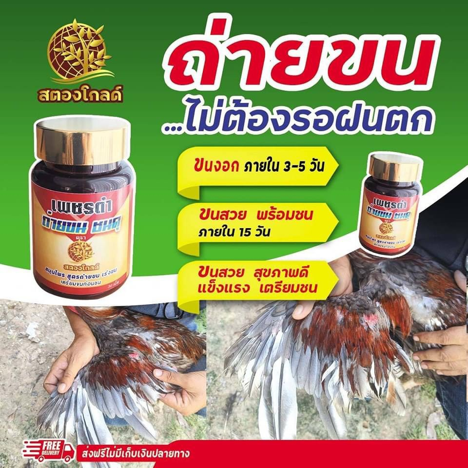 เพชรดำ-สตองโกลด์-ถ่ายขน-ชนดุ-ผลิตภัณฑ์ดูแลขนไก่