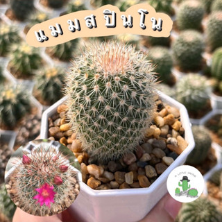 🌵 A Little cactus🌵| กระบองเพชร แคคตัส แมมมิลลาเรีย