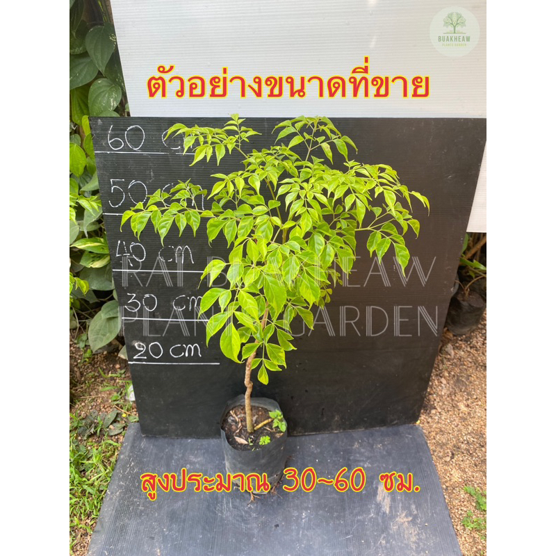 ต้นพันธุ์ปีบทองด่าง-สูงประมาณ-30-60-ซม-ปีบด่าง-ปีบทอง-กาสะลองคำ-กาซะลองคำ-จางจืด