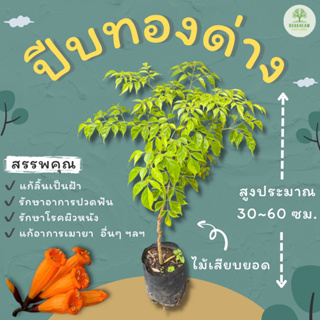 ต้นพันธุ์ปีบทองด่าง สูงประมาณ 30~60 ซม. , ปีบด่าง, ปีบทอง, กาสะลองคำ, กาซะลองคำ, จางจืด