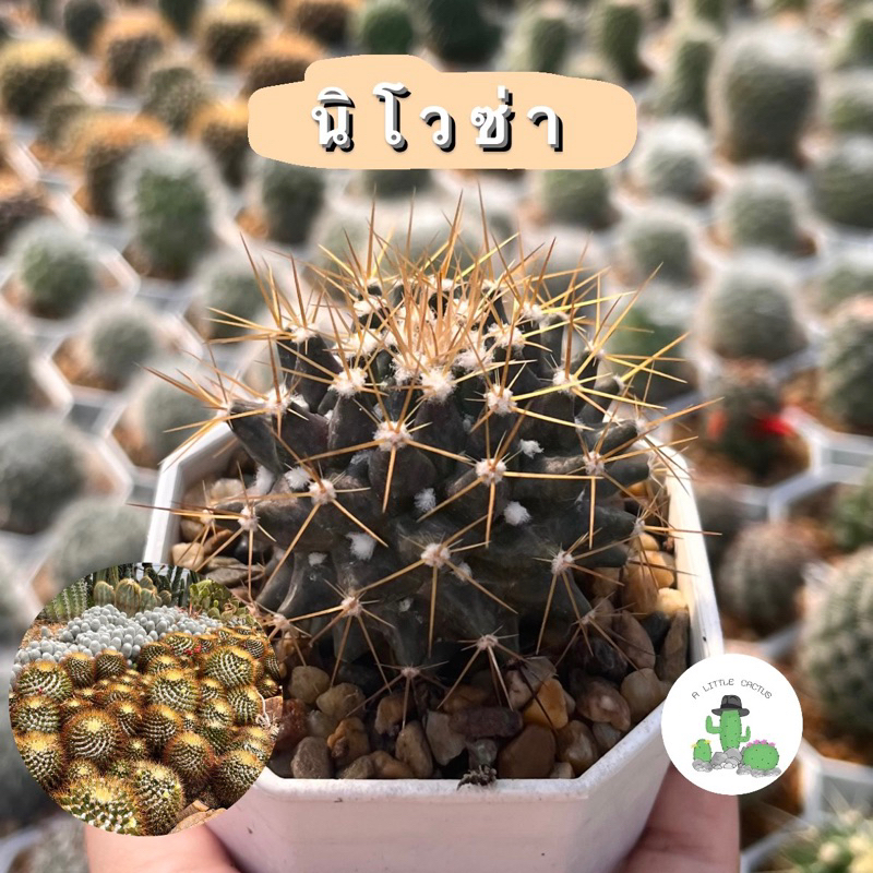 a-little-cactus-แคคตัส-กระบองเพชร-นิโวซ่า