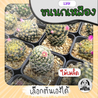 แมมขนนกเหลือง (เลือกต้นได้) ไม้เมล็ด( ต้นกระบองเพชร Mammillaria schiedeana )  Set Y🌵ต้นแคคตัส❤️