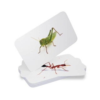 แฟลชการ์ดแมลง แผ่นใหญ่ Flash card Insects KP016 Vanda learning