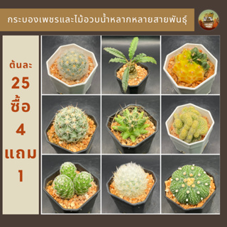 Cactus กระบองเพชรและไม้อวบน้ำต้นละ 25 ซื้อ 4 แถม 1 ส่งตรงจากสวนหลากหลายสายพันธุ์(ส่งทั้งกระถาง)