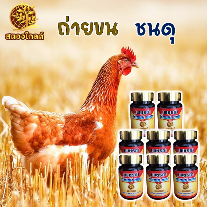 ถ่ายขน-ชนดุ-ไก่ชน-ขนสวย-ไก่ตี-บำรุงไก่ชน