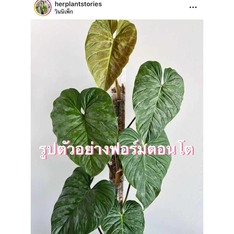 ส่งต้นในภาพ-ต้นใหญ่-philodendron-majestic-ฟิโล-ฟิโลเดนดรอน-มาเจสติก-ฟิโมาเจสติก-ไม้น่าสะสม