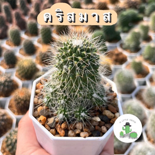 🌵 A Little cactus🌵| แคคตัส กระบองเพชร คริสมาส