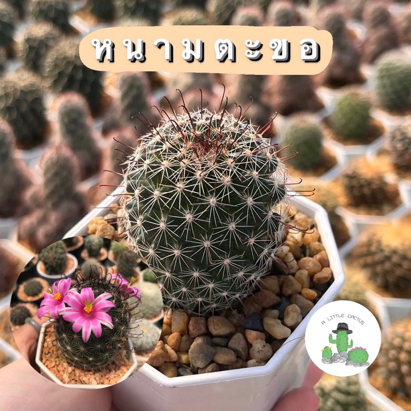 a-little-cactus-แคคตัส-กระบองเพชร-หนามตะขอ