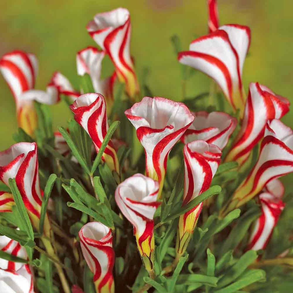 Oxalis versicolor (อ็อกซาลิส เวอร์สิคัลเลอร์) | Shopee Thailand