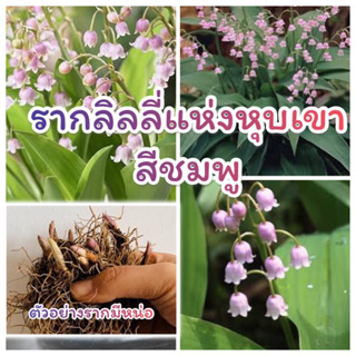 มีพร้อมส่ง Lily of the valley Rosea รากลิลลี่หุบเขา กระดิ่งสีชมพู