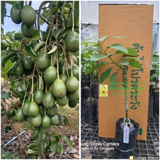 ต้นอโวคาโด้ เสียบยอด พันธุ์แท้ บัคคาเนีย Buccaneer Avocado tree ผลดก ปลูกได้ทุกพื้นที่