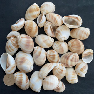 เปลือกหอย เปลือกหอยทะเลสีน้ำตาลขนาดเล็ก 50g sea snail shell 2-4cm jia