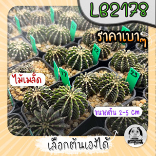 ยิมโน LB2178 (เลือกต้นได้) แอลบีแท้  ( ต้นกระบองเพชร Gymnocalycium mihanovichii LB2178) ไม้เมล็ด Set G🌵ต้นแคคตัส❤️