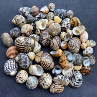 หอยตู้ปลา ผสมหอยสังข์แบนเล็ก mix small seashells 50g 1-2.5cm hun