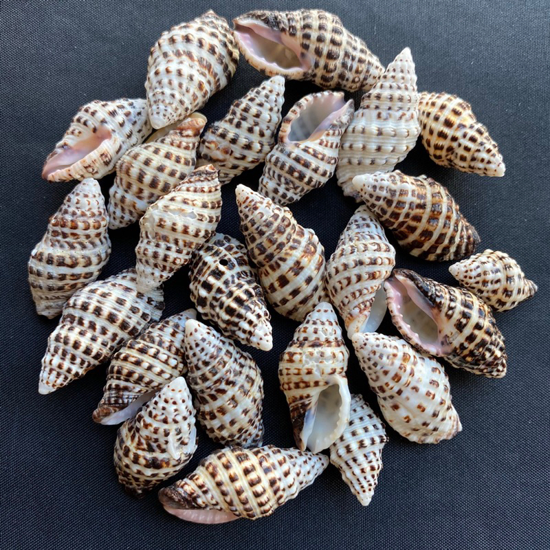 เปลือกหอยลายจุดดำ-black-spotted-sea-snail-shell-50g-2-3cm-hei-ban