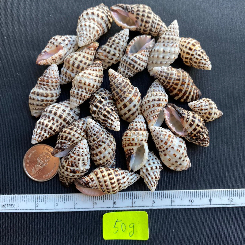 เปลือกหอยลายจุดดำ-black-spotted-sea-snail-shell-50g-2-3cm-hei-ban