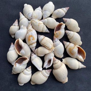 Cyan small conch shell เปลือกหอยสังข์เล็กสีฟ้า 2-3cm 50g