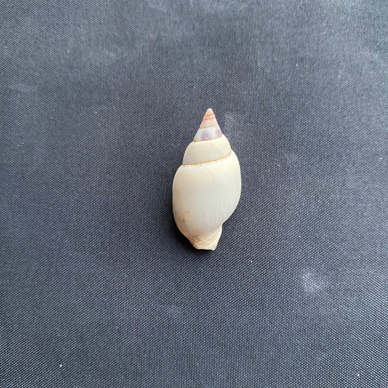 cyan-small-conch-shell-เปลือกหอยสังข์เล็กสีฟ้า-2-3cm-50g