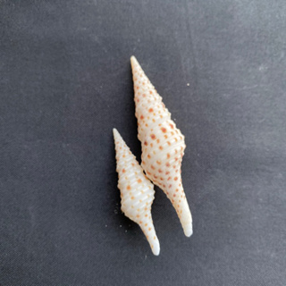 หอยสังข์สีขาวลายจุดสีน้ำตาลและหางยาว Brown Spotted &amp; Long tail conch 3-7cm ban dian