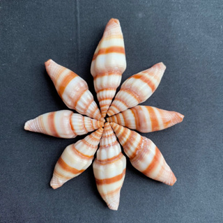 มิตราสีส้ม เปลือกหอยสวยๆ mitra conch sea shells(long&amp;big)