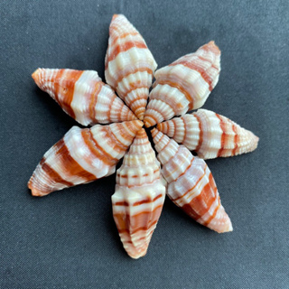 เปลือกหอยสวยๆ เปลือกหอยสังข์มิตรา Mitra big conch 2-4cm (red&short)