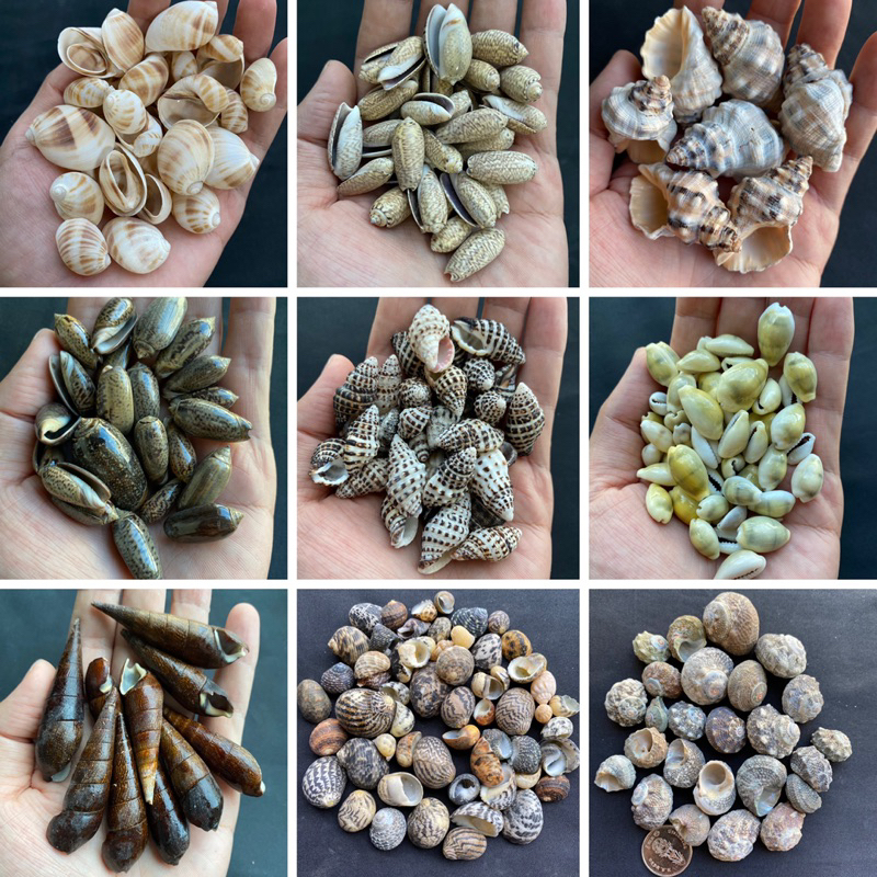 ขายส่งวัสดุตกแต่ง-diy-หอยสังข์ธรรมชาติ-ถุงละ-50-กรัม-wholesale-seashells