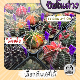 ต้นยิมโนด่าง เลือกต้นได้ LBHBด่าง SET Purple (gymnocalycium) - กระบองเพชร ราคาถูก🌵แคคตัส🌵