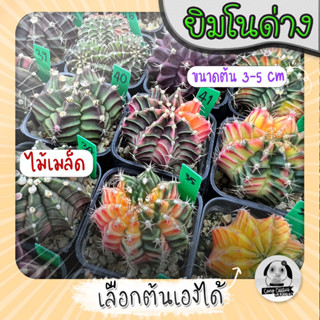 ต้นยิมโนด่าง เลือกต้นได้ LBHBด่าง (gymnocalycium) Set G - กระบองเพชร ราคาถูก🌵แคคตัส🌵