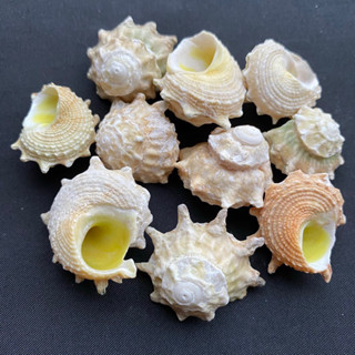 เปลือกหอยม้าน้ำ Seven star seahorse snail shell 50g 2-3.5cm qi