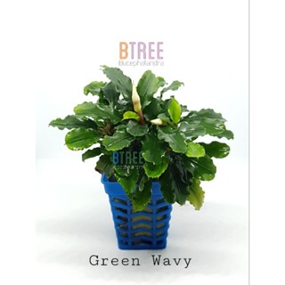 ไม้น้ำ Bucephalandra Green wavy บูเซป สายเขียว 1 พอทมีหลายต้น