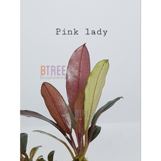 Rare 🔥 Bucephalandra Pink lady ใบบกสุดแรร์หลังใบสีชมพูสด