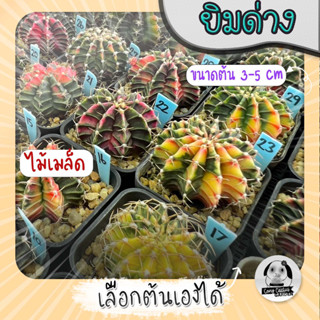 ต้นยิมโนด่าง เลือกต้นได้ LBHBด่าง SET ฟ้าอ่อน (gymnocalycium) - กระบองเพชร ราคาถูก🌵แคคตัส🌵