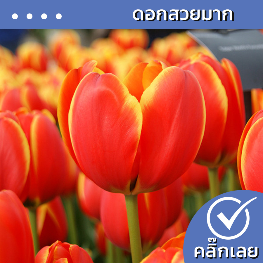 พร้อมส่ง หัวทิวลิป World Favourite ดอกสีส้ม Wanthai ขายหัวลิลลี่ ว่าน