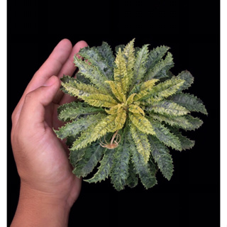 dorstenia horwoodii hyb. มะพร้าวทะเลทราย ฮอวูดด่าง