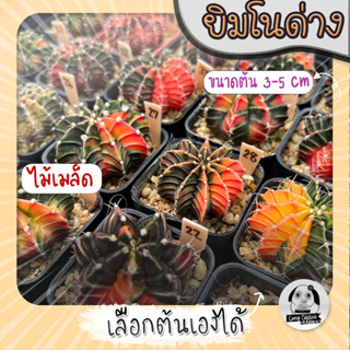 ต้นยิมโนด่าง เลือกต้นได้ LBHBด่าง SET ส้มอ่อน (gymnocalycium) - กระบองเพชร ราคาถูก🌵แคคตัส🌵