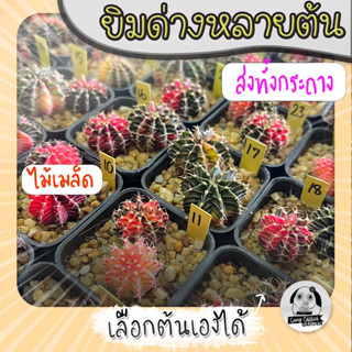 ต้นยิมโนด่างหลายต้น เลือกต้นได้ LBHBด่าง (gymnocalycium) set เหลืองอ่อน - กระบองเพชร ราคาถูก🌵แคคตัส🌵